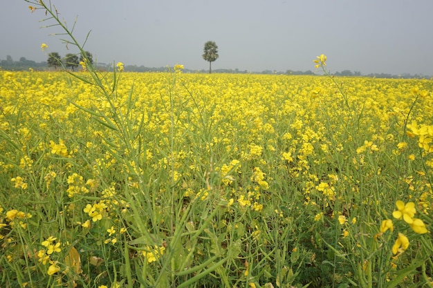 flor de mostarda em Bangladesh