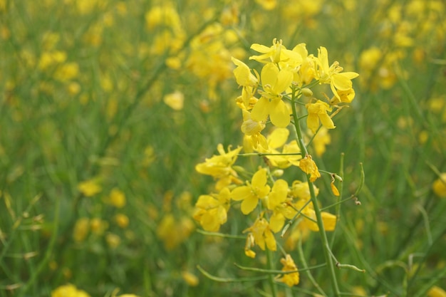 flor de mostarda em Bangladesh