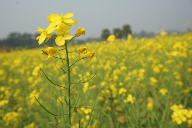 flor de mostarda em Bangladesh