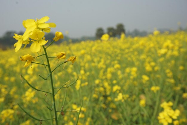 flor de mostarda em Bangladesh