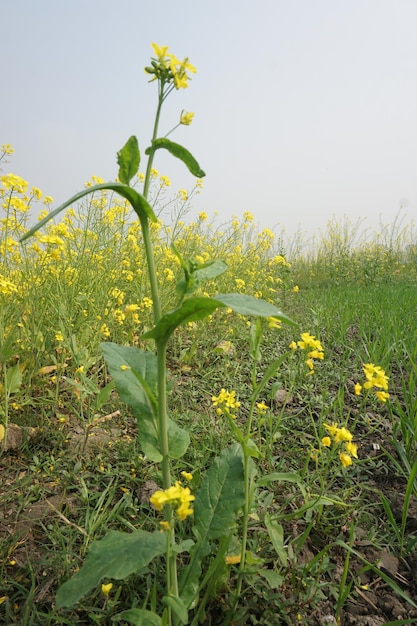 flor de mostarda em Bangladesh