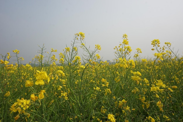 flor de mostarda em Bangladesh