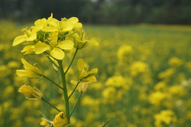 flor de mostarda em Bangladesh