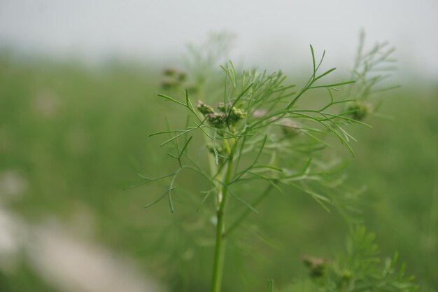 flor de mostarda em Bangladesh