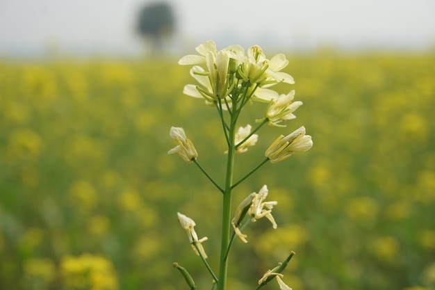 flor de mostarda em Bangladesh