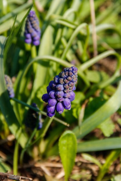 Flor de Muscari de jacinto de uva azul no jardim