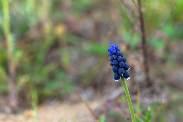 Flor de Muscari em campo verde