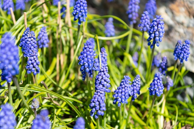 Flor de Muscari florescendo primavera natureza em flor