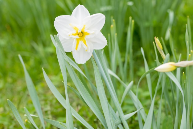 Flor de narciso amarelo branco florescendo em um fundo desfocado em um dia ensolarado as primeiras flores da primavera fl...