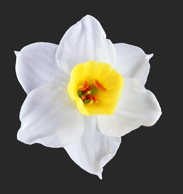 Flor de narciso de narciso isolada em macro de fundo preto, linda flor de primavera