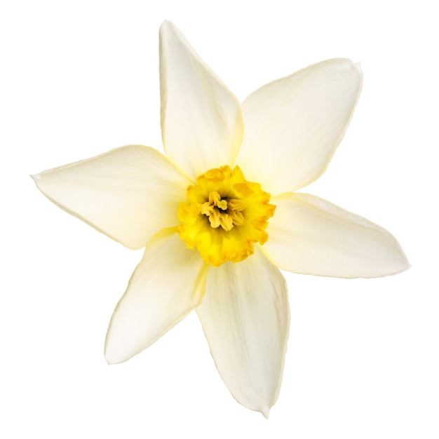 Flor de narciso fotografado em close-up, isolado na superfície branca.