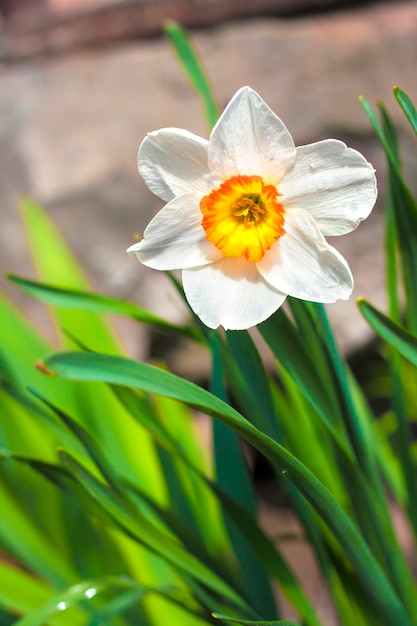 Flor de Narciso na primavera