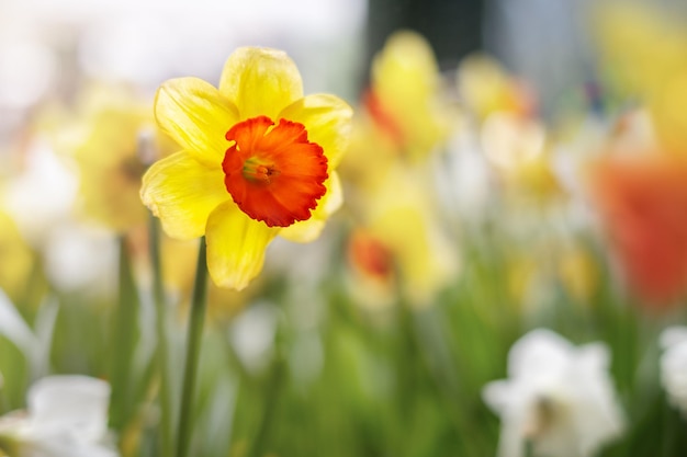 flor de narcisos amarelos