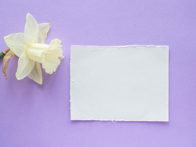 Flor de narcisos e cartão de papel com espaço de cópia