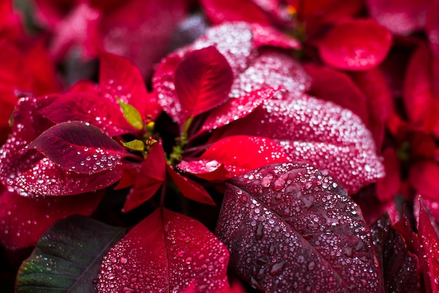 Flor de natal de poinsétia de fundo natural da natureza