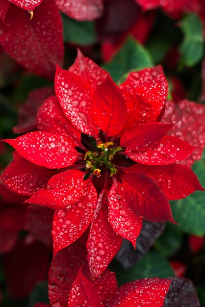 Flor de natal de poinsétia de fundo natural