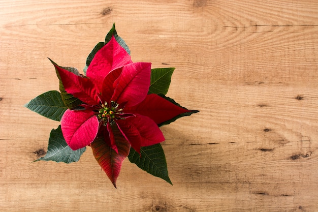 Flor de Natal poinsétia na mesa de madeira, vista superior, copie o espaço