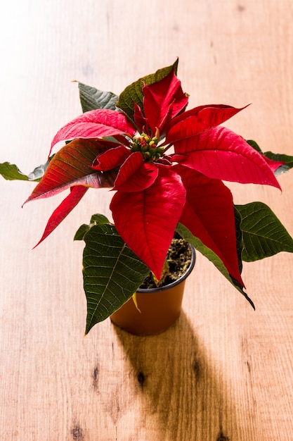 Foto flor de natal poinsétia na mesa de madeira