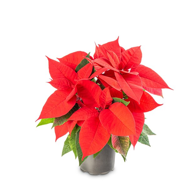 Foto flor de natal poinsettia i