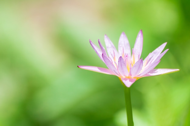 Flor de nenúfar de perto