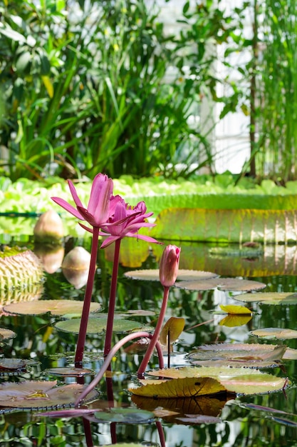 Flor de nenúfar em laguna