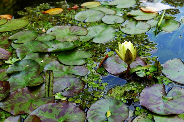 Flor de nenúfar na lagoa