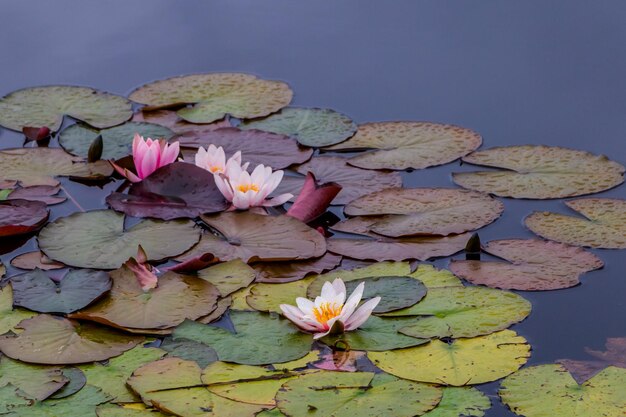 Flor de nenúfar rosa closeup na lagoa