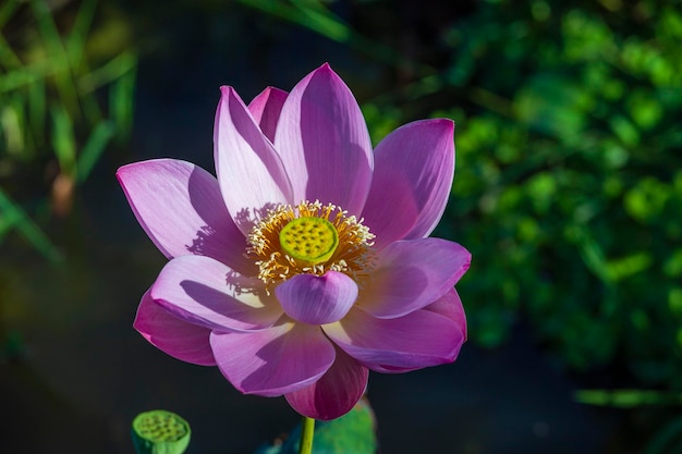 Flor de nenúfar rosa flor de lótus na ilha bali indonésia