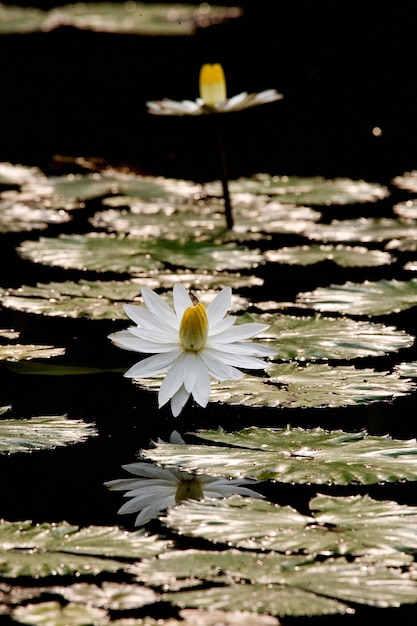 Flor de nenúfares em uma lagoa. Fechar-se.