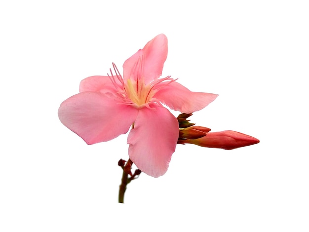 Flor de Nerium Oleander isolada no fundo branco