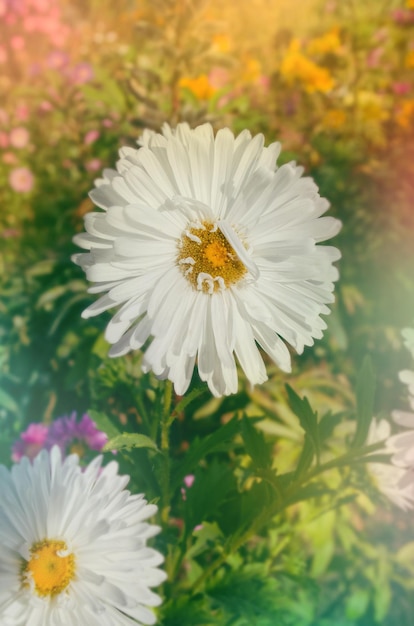 Flor de neve em flor no fundo colorido do outono Ásteres floridos no jardim outonal Áster no fundo dourado do outono com espaço livre