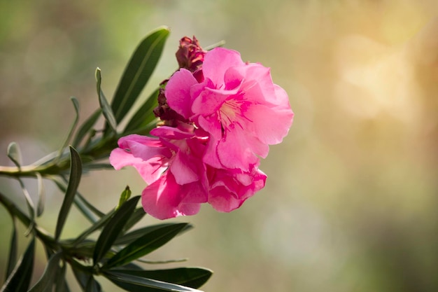 Flor de oleandro rosa na árvore com luz solar suave pela manhã