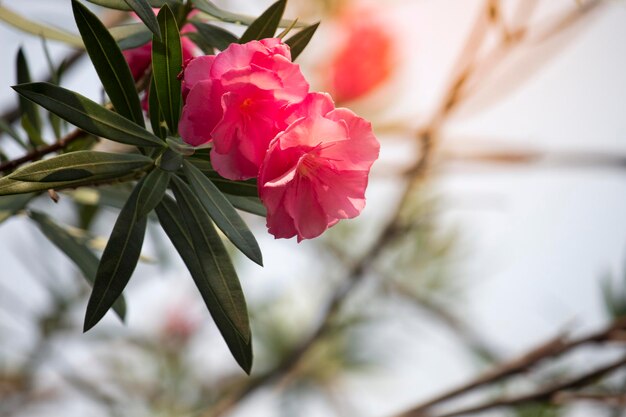 Flor de oleandro rosa na árvore com luz solar suave pela manhã