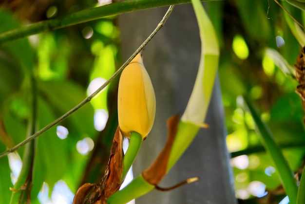 Flor de orelha de elefante gigante ou indiano Taro Aroids Araceae de Xishuangbanna