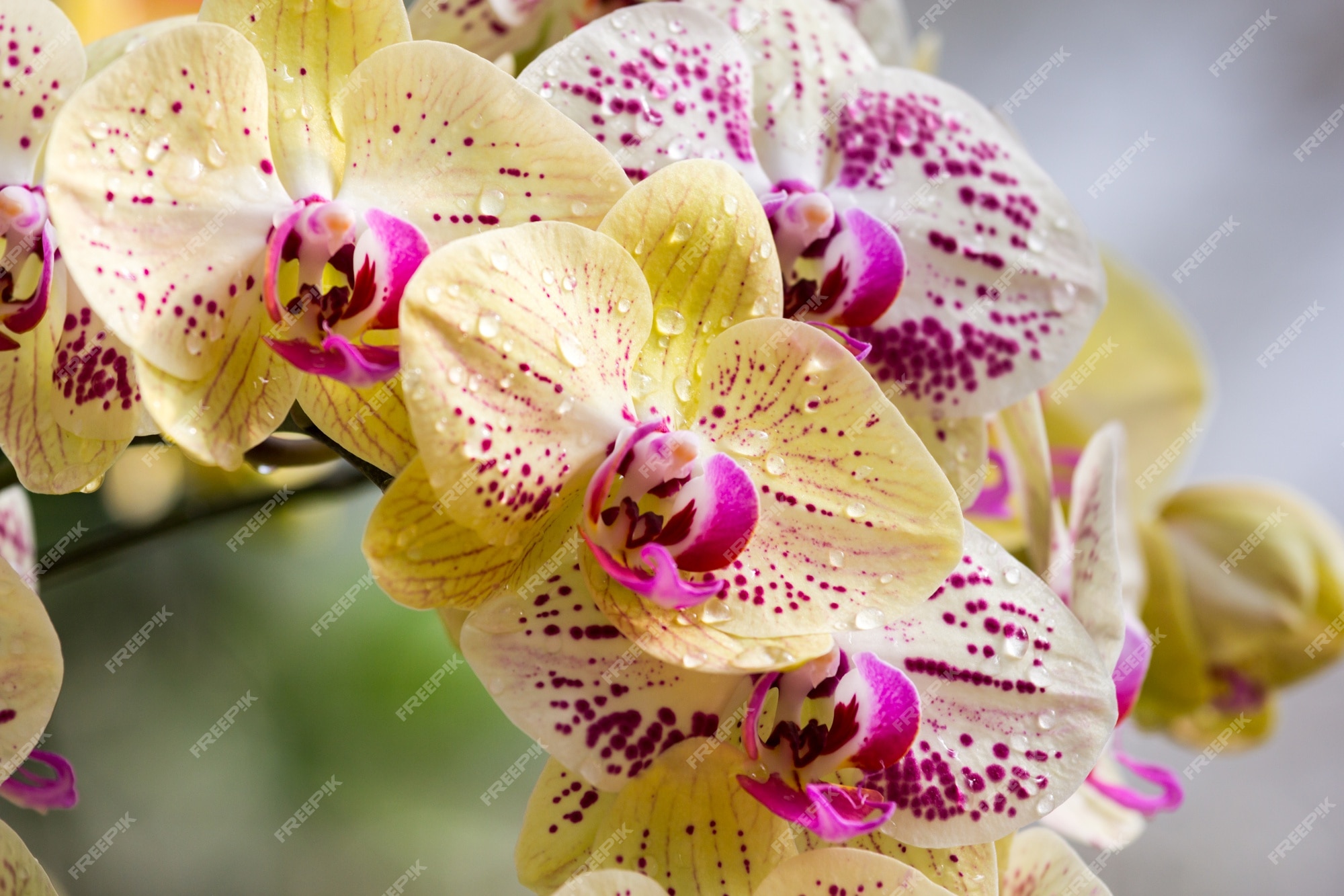 Flor de orquídea amarela e roxa que floresce no jardim | Foto Premium