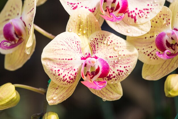 Flor de orquídea amarela e roxa que floresce no jardim