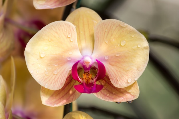 Flor de orquídea amarela e roxa que floresce no jardim