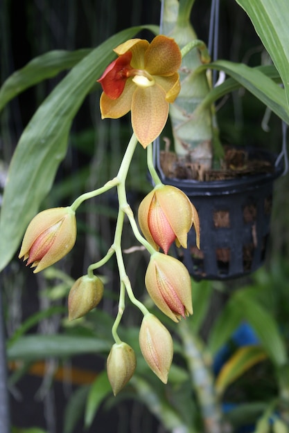 Flor de orquídea amarela vermelha Cattleya em flor