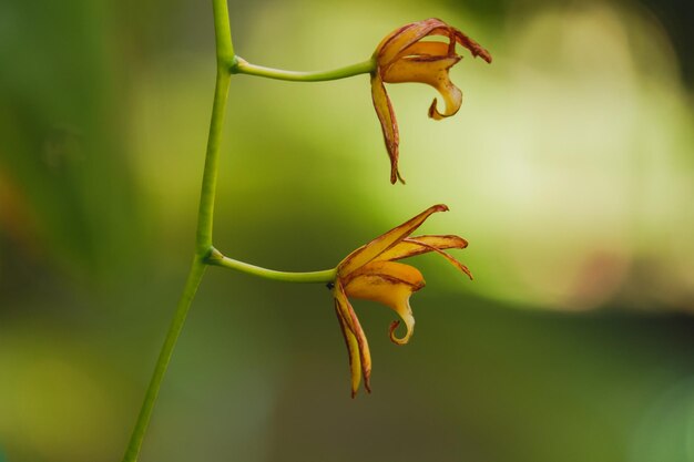 Flor de orquídea amarela