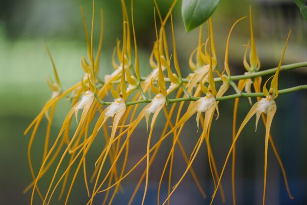 Flor de orquídea amarela