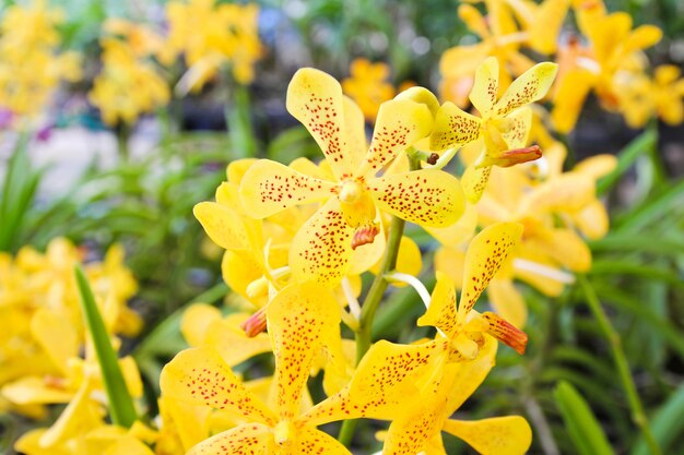 Flor de orquídea amarela