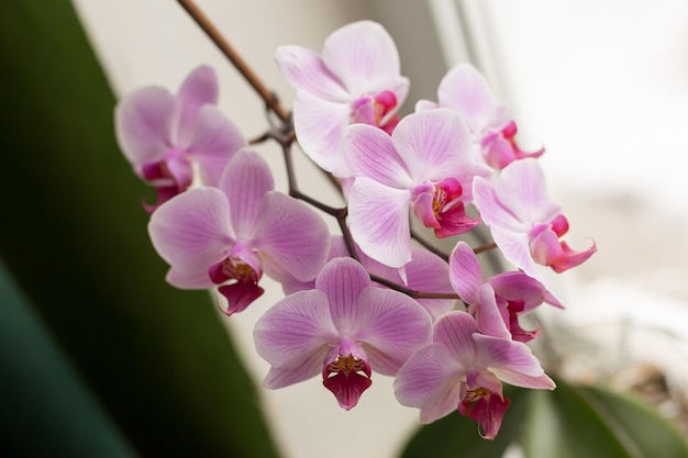 Flor de orquídea branca com veias roxas