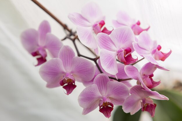 Flor de orquídea branca com veias roxas