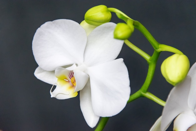 Flor de orquídea branca em um fundo escuro closeup