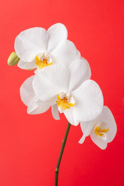 Flor de orquídea branca em vermelho