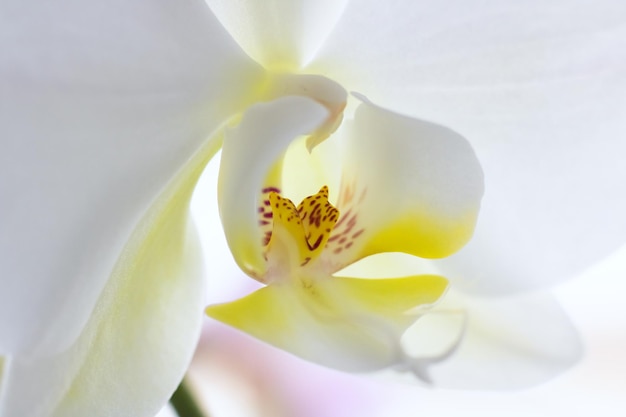 Flor de orquídea branca fechar foto macro