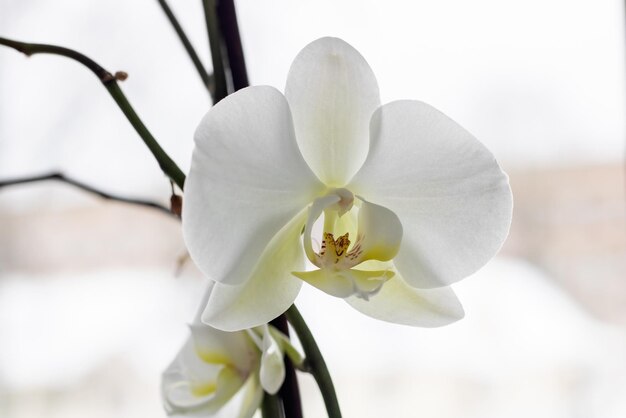 Flor de orquídea branca fechar foto macro