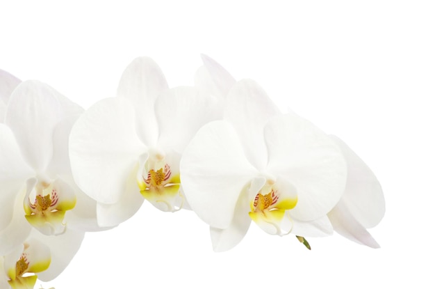 Flor de orquídea branca isolada em fundo branco