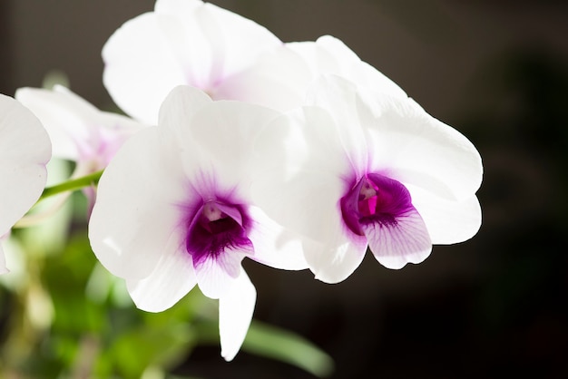 Flor de orquídea branca no escuro