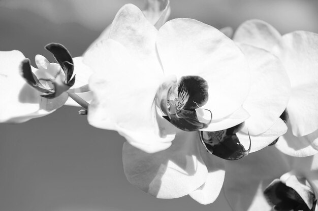 Flor de orquídea branca sobre fundo de céu azul Phalaenopsis Orquídea flor orchidea Fundo floral